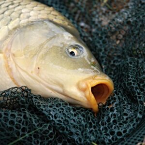 Grass Carp - Shajik Chabi - 1.5 KG Above